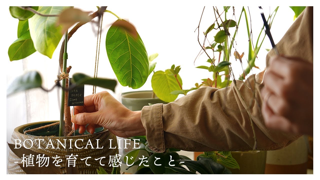 植物を育てる「楽しさ」と「難しさ」