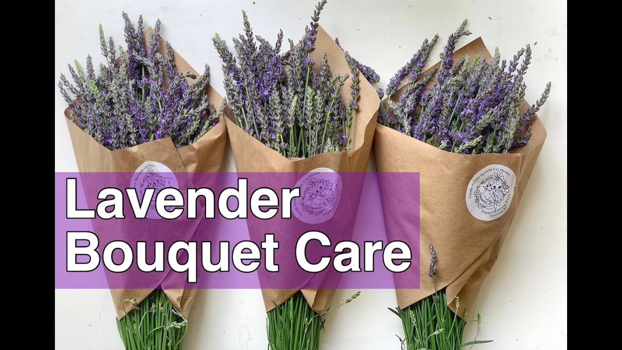 Lavender | How To Care For Your Cut Bouquet | PepperHarrow Farm