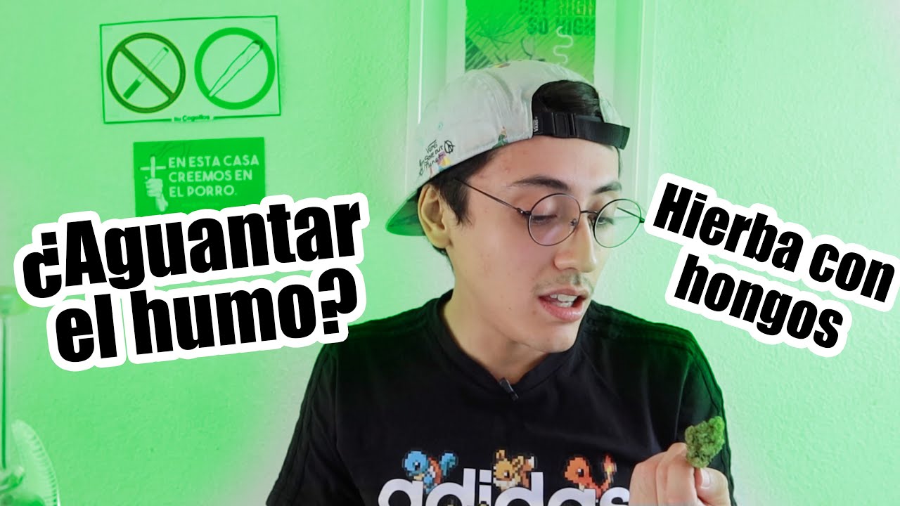 Consejos sobre cannabis que todos deber&iacute;amos saber (como fumar marihuana)