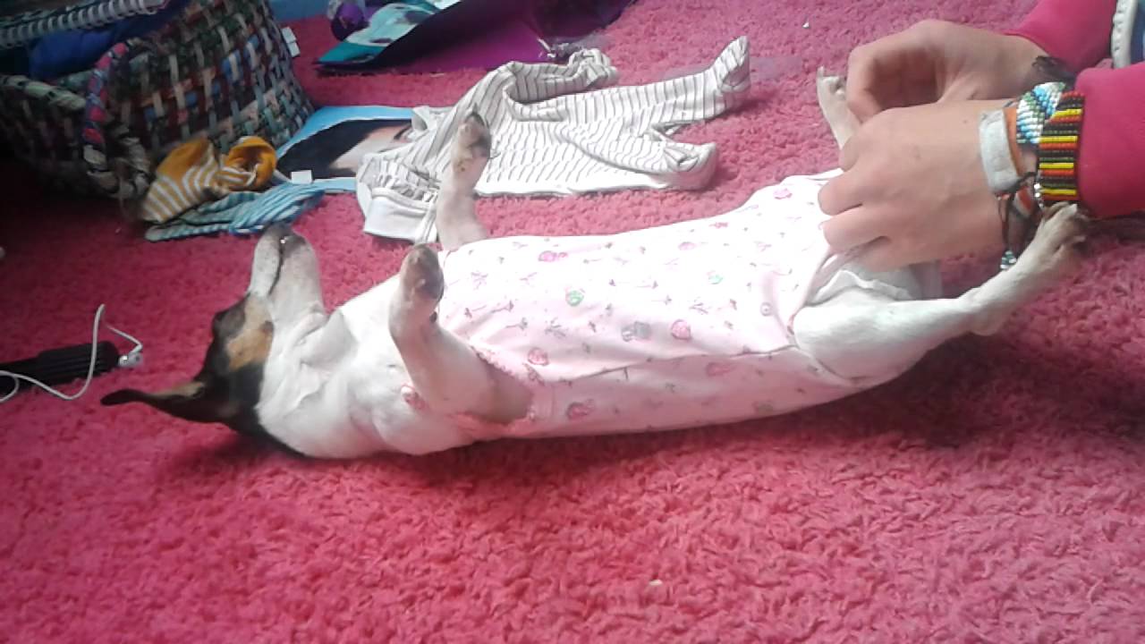 Dog likes to be dressed as a baby