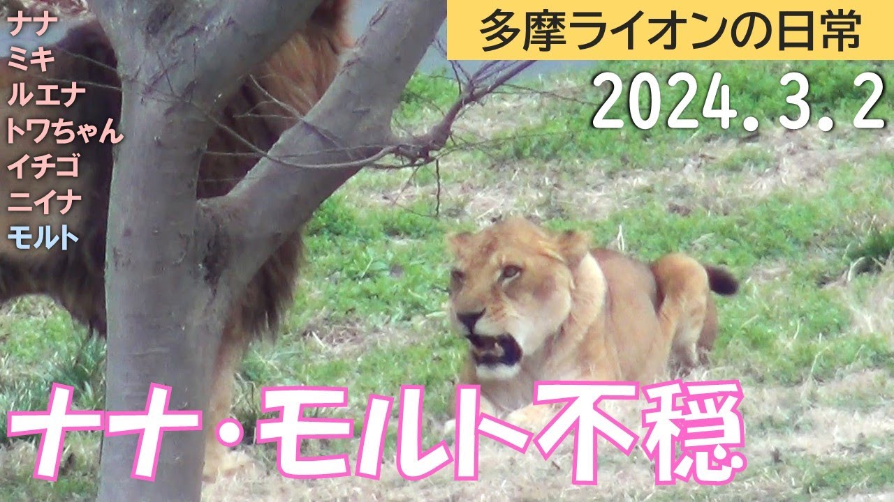 ナナ・モルト不穏 2024/3/2【多摩ライオン】