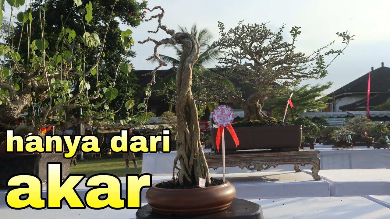 Setahun Lalu Di Dongkel Kini Ikut Pameran Bonsai Tabanan