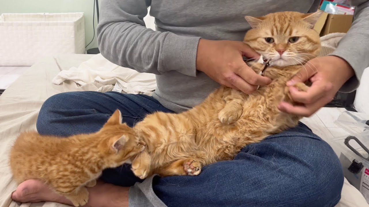 爪切りが怖いパパ猫と超お利口であっという間に爪切りが終わる子猫。