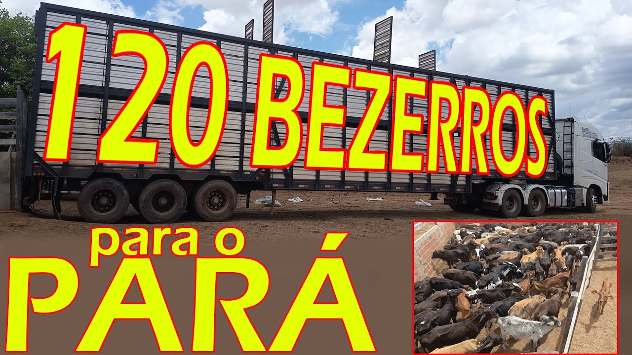 CARRETA COM 120 BEZERROS VAI PARA O PARÁ