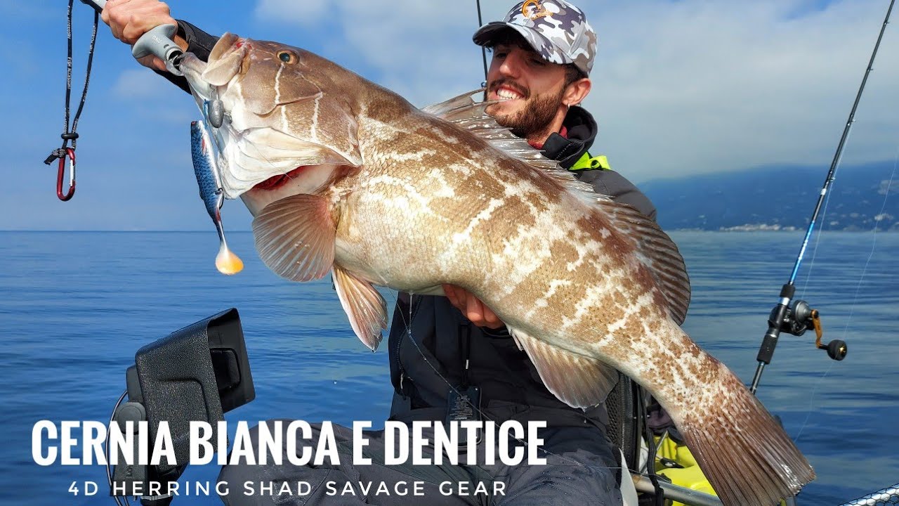 Grossa Cernia Bianca e Denticione sul finale: 4D Herring Shad Savage Gear