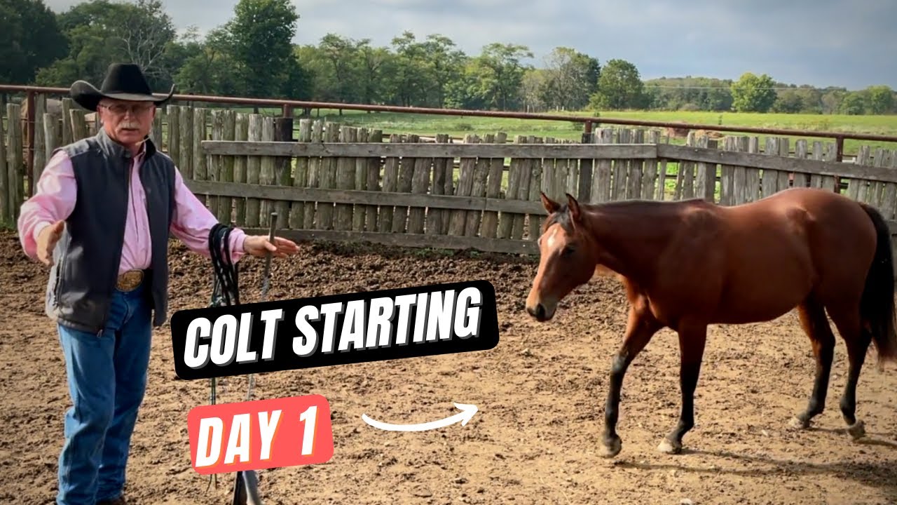 D/C  COLT STARTING  |  Foundation to Phase 1