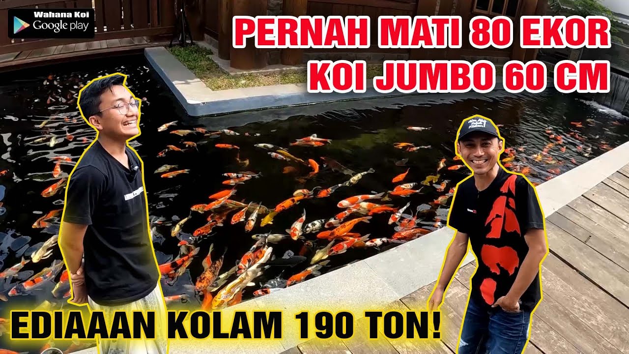 KOLAM KOI SULTAN 190 TON JERNIH DENGAN MEDIA FILTER SEDERHANA