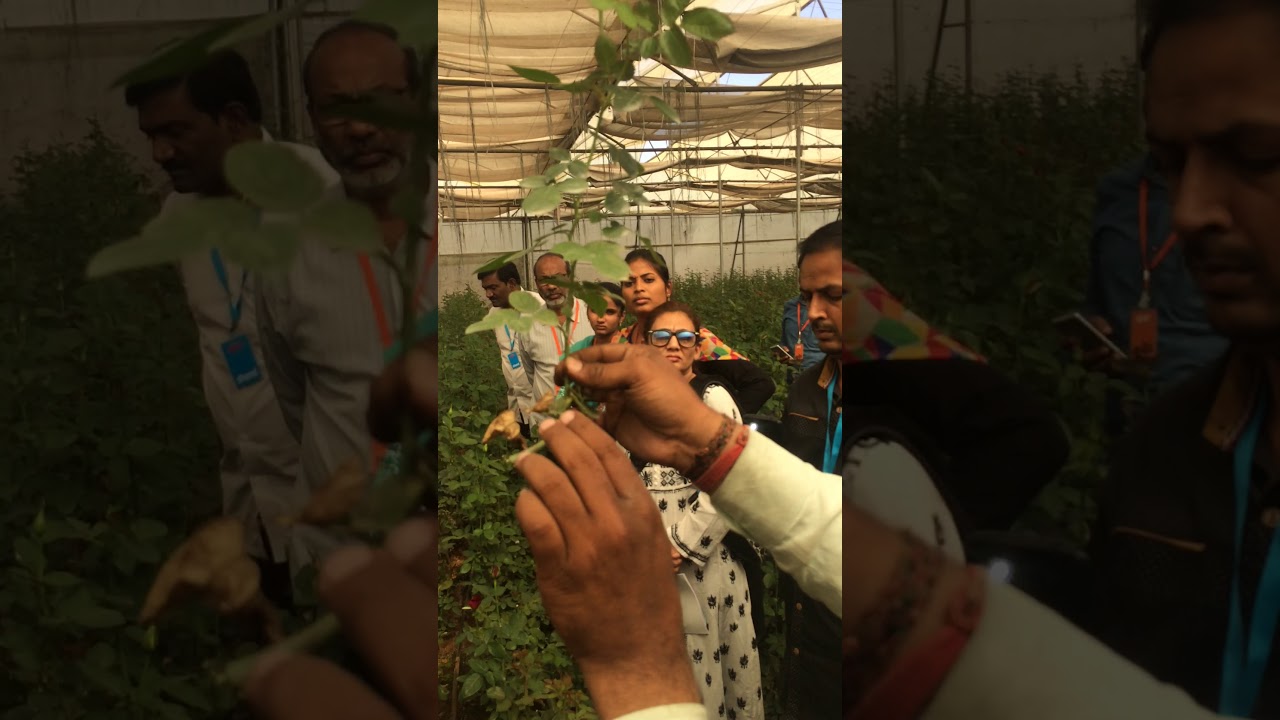 Pruning and bending of Rose stem for bigger stalk