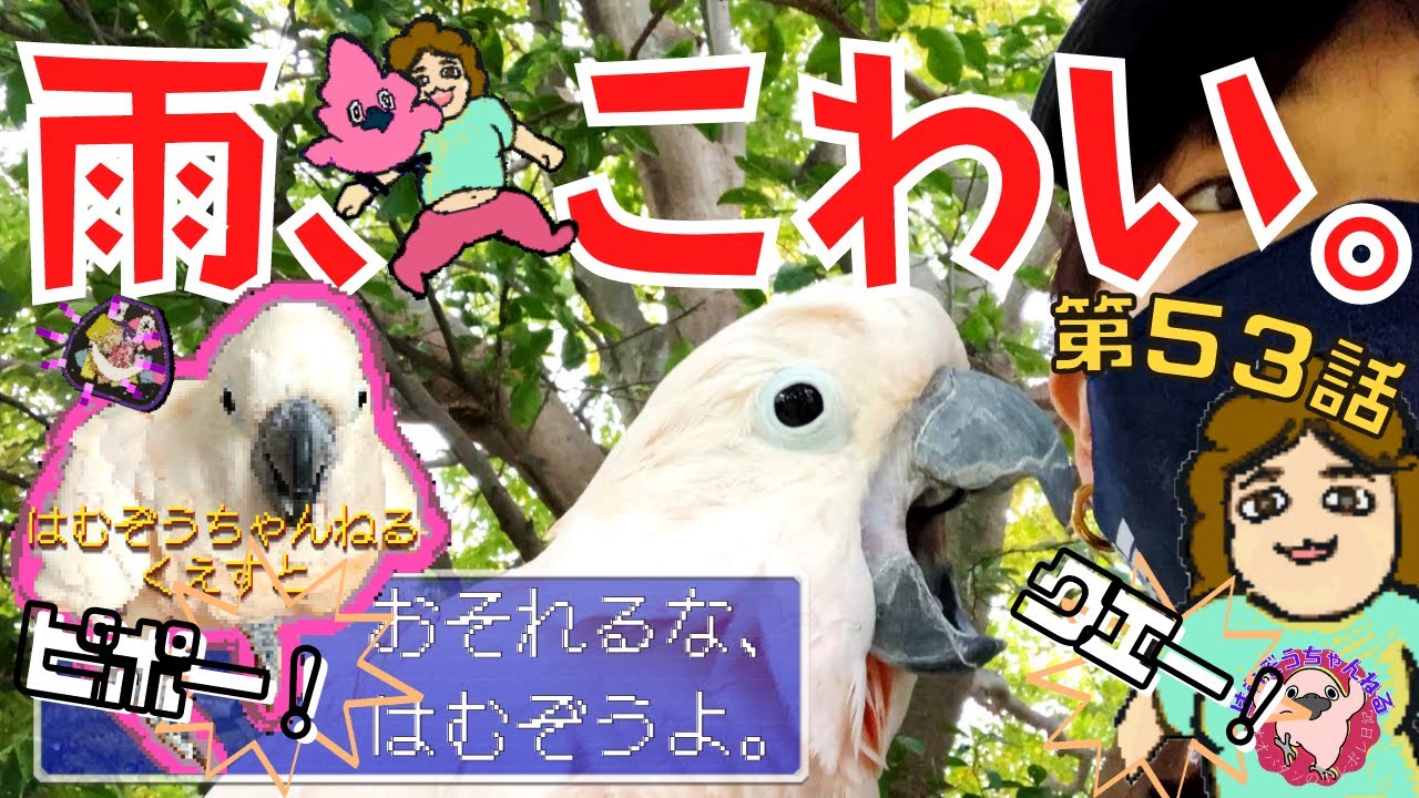 【粉動画もあるよ】恐怖！オオバタン羽夢蔵、雨が怖くてたまらない！鳥の鳴き声は意思表示！試練はむぞうクエストをこなせ！粉まみれ有◆#５３◆羽夢蔵◆はむぞうちゃんねる◆Moluccan Cockatoo◆