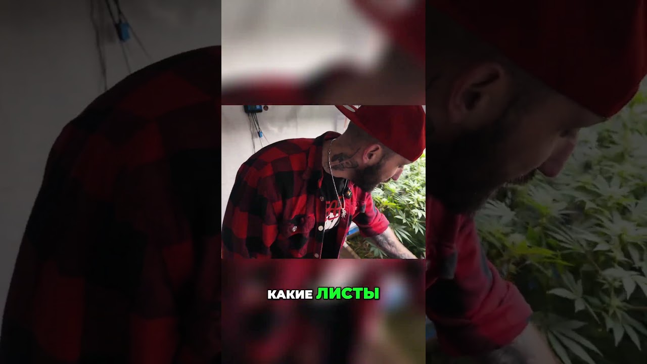 ШОК! Мой сад исчезает! Лучший урожай в истории под угрозой! #trph #urbanfarming