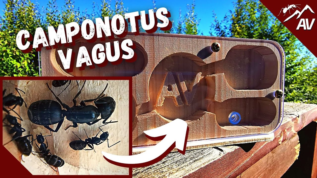 Camponotus Vagus Ant Guide | Wood Ant Farm Prototype