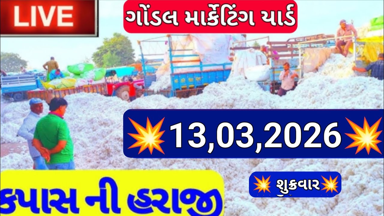 કપાસના બજાર ભાવ / નવા કપાસના બજાર ભાવ / ગોંડલ કપાસના બજાર ભાવ / 13,03,2026
