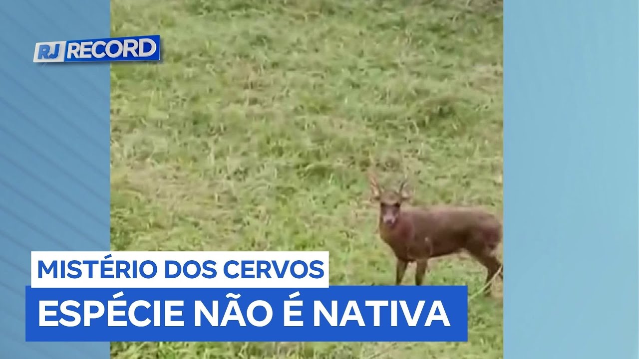 Apari&ccedil;&atilde;o de cervos em Saquarema (RJ) intriga especialistas