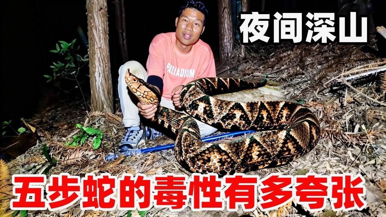 真实记录吓出冷汗！深山遭遇尖吻蝮，五步蛇的毒性到底有多夸张？