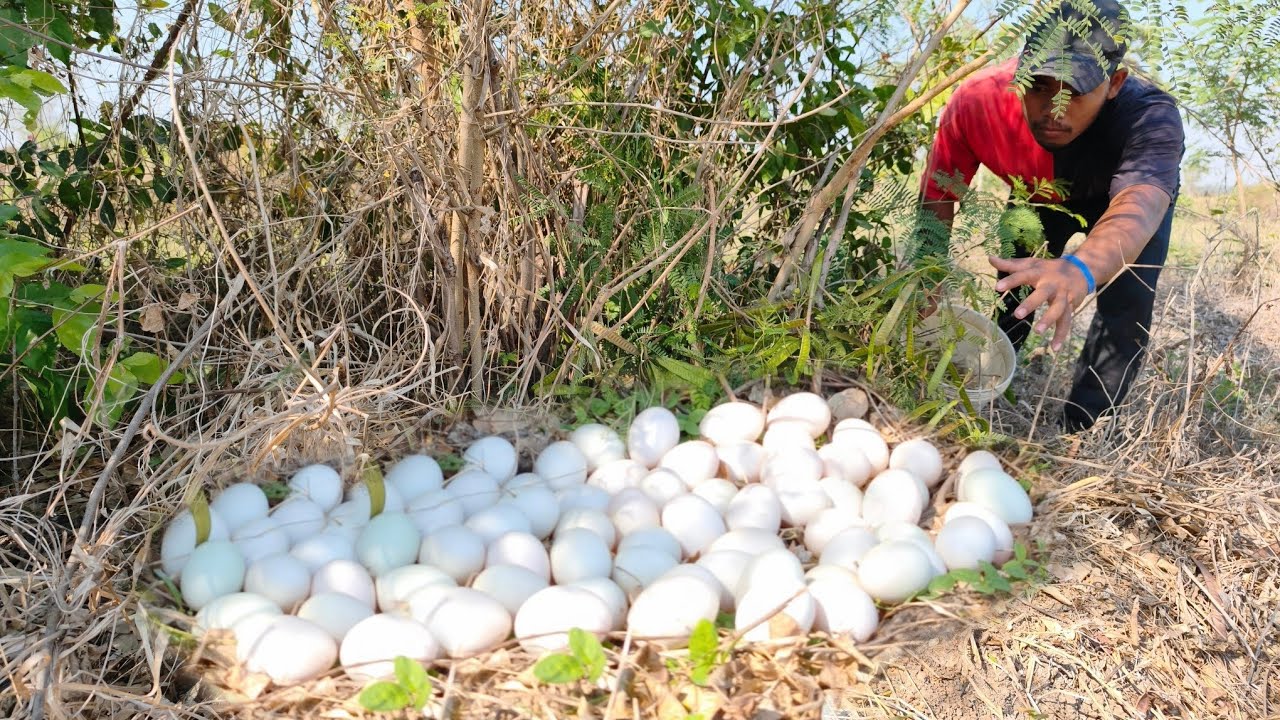 OMG unique- An old farmer went down to the vegetable garden and saw a lot of duck eggs in the grass.
