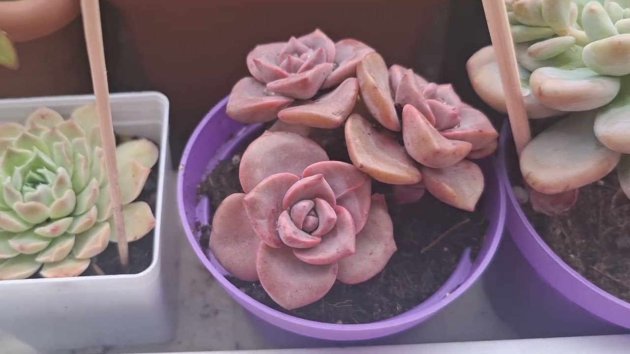 Çiçek, sohbet, tavsiye, eleştiri bu videoda herşey var.😍💜💫💥🍀🌵🌲🌹