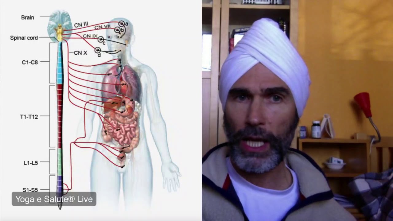 La verità scientifica sulla guarigione energetica; meditazione per il nervo vago