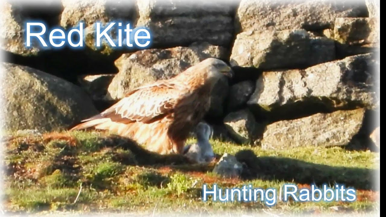 RED KITE Hunting & Carrying a RABBIT in Flight 👀 Chased by CORVIDS 👀 Eating Her Prey 👀 Milvus milvus