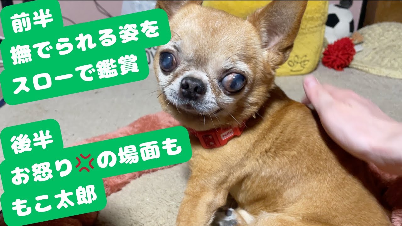 [もこ太郎mocotaro] - 撫でてたら途中で機嫌が変わるチワワがこちらです - ENThis Chihuahua Changes Mood While Being Petted