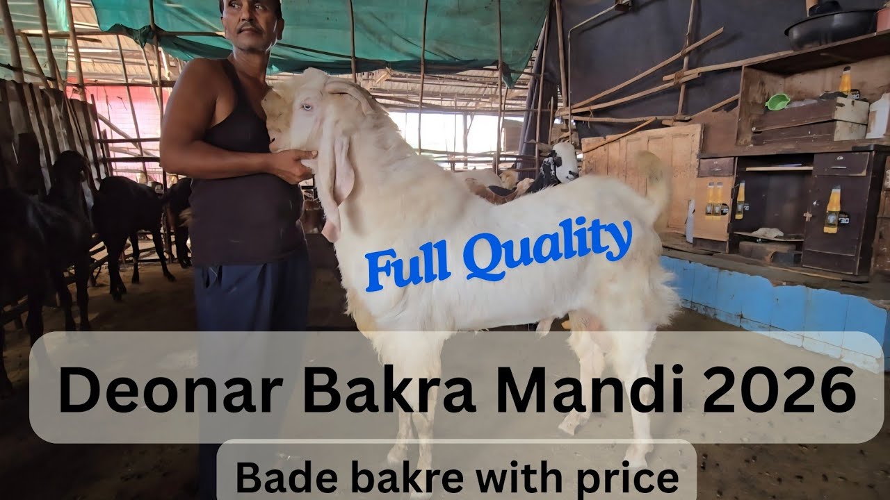 Deonar Bakra Mandi 07/03/2026 Saturday Update #deonarbakramandiupdate #deonarbakramandi #bakramandi 