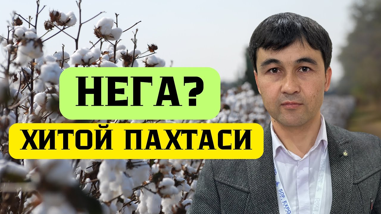 Нега хитой пахтаси?