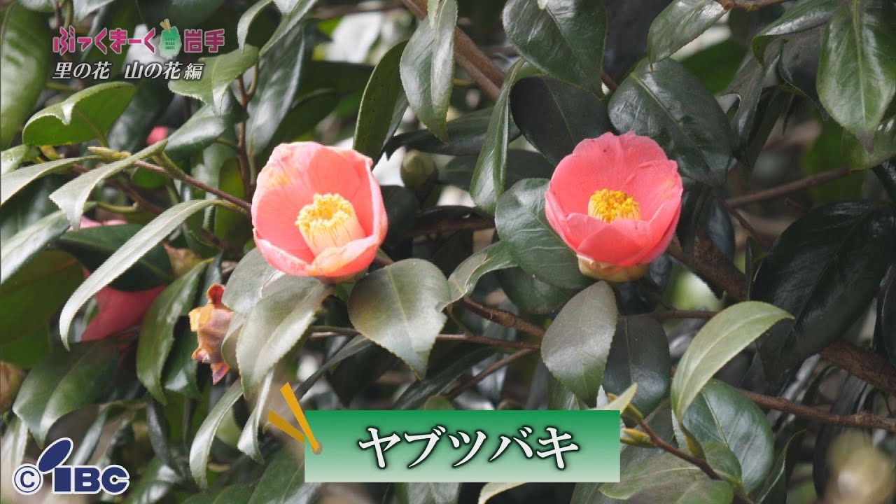 ぶっくまーく岩手　＃１２８「ヤブツバキ」岩手県大船渡市　【里の花山の花編】