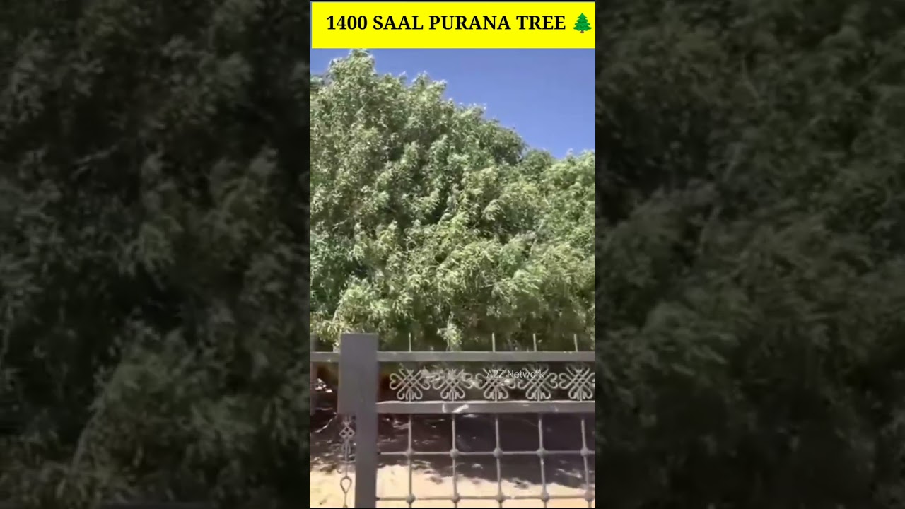 1400-year-old Sahabi tree of Prophet Muhammad ﷺ
