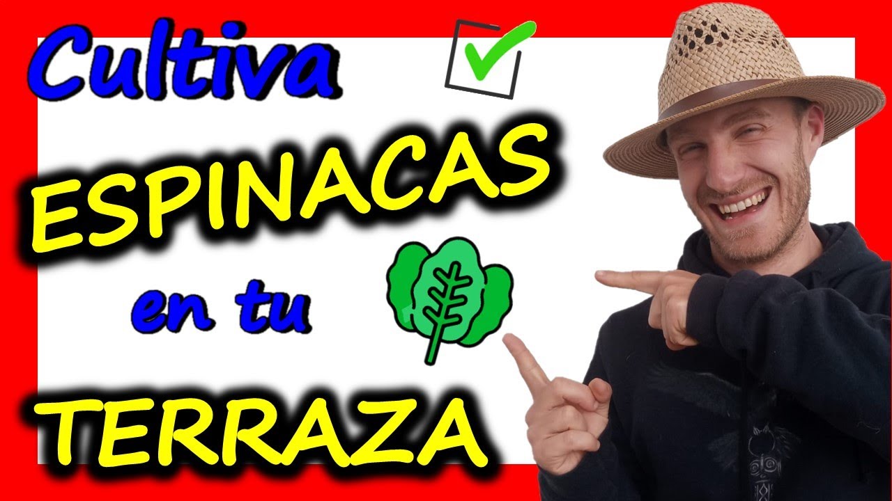 ✅ Como Sembrar Espinacas en Maceta ⭐ MACETOHUERTO ⭐