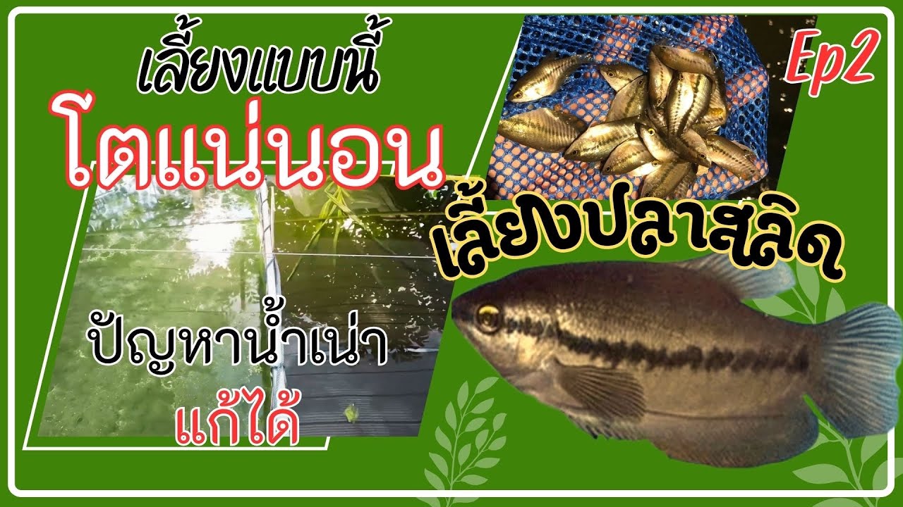 เลี้ยปลาสลิด Ep2 แบบนี้โตแน่นอน สรุปปัญหาและวิธีแก้ #ปลาสลิด #กระชังบก #