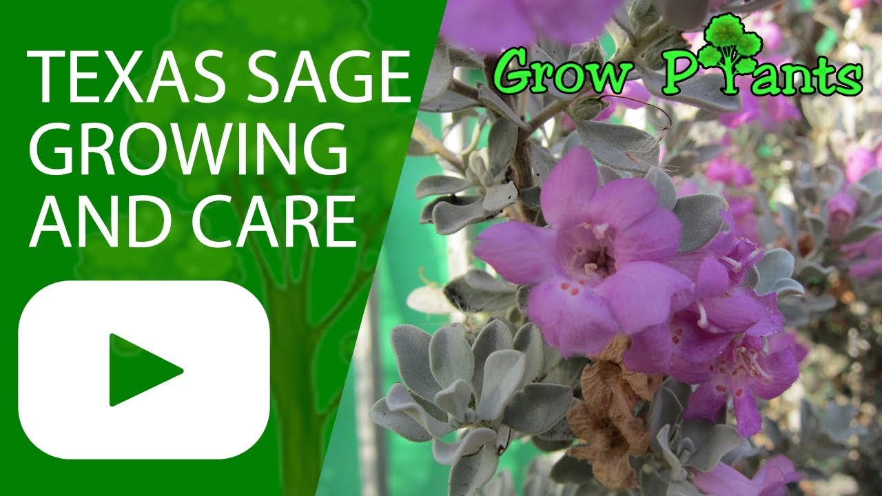 Texas sage - growing and care