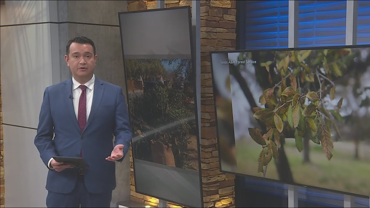 Arborists assess oak wilt threat after the storm