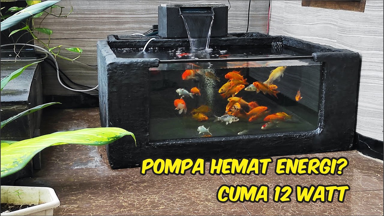 KOI POND Waktunya isi ikan nih   plus review pompa 2000lph