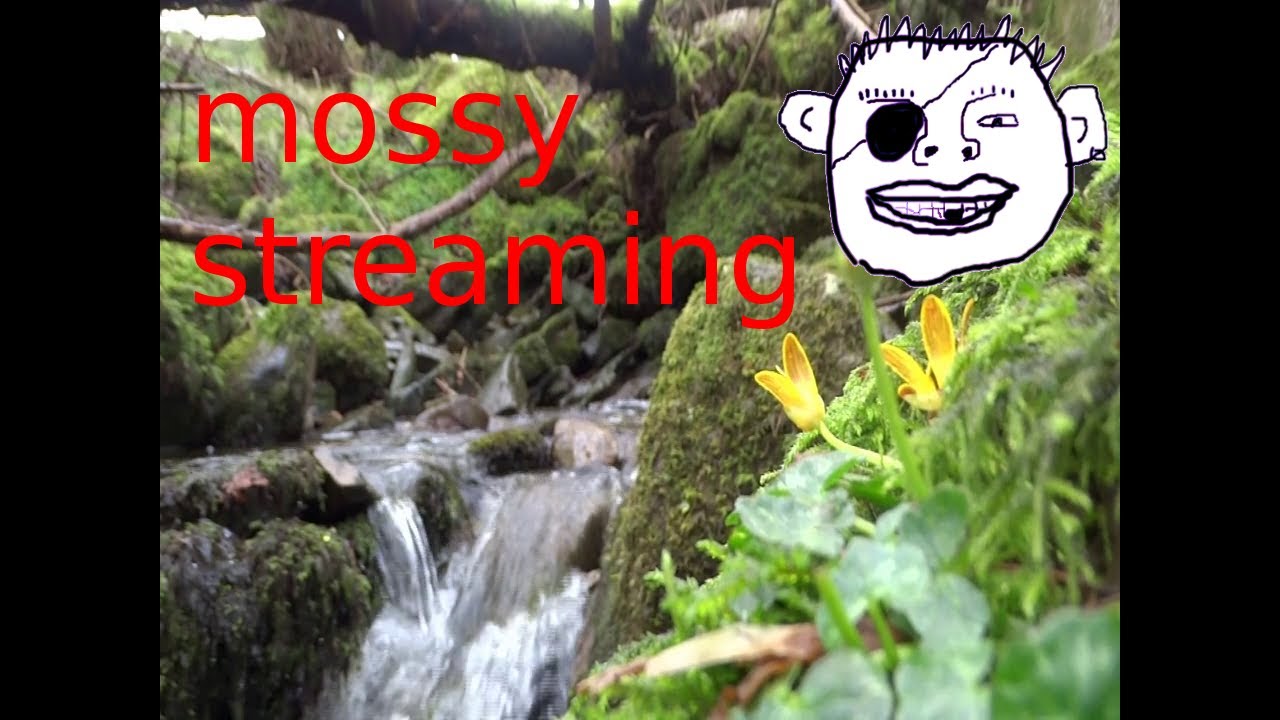 Mossy woodland stream