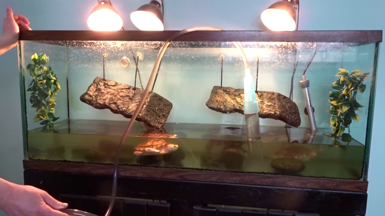 Turtle Tank Cleaning - How I Clean My Turtle Tank