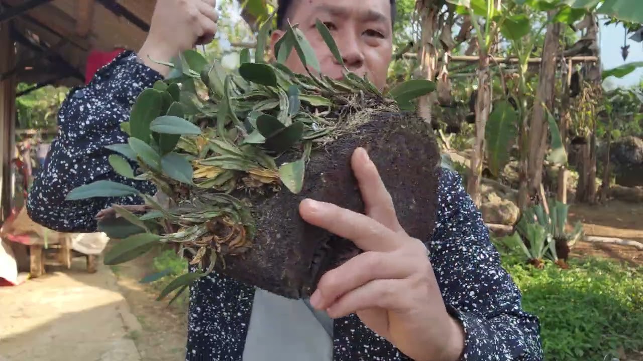 BÁN LAN RỪNG ĐÃ TRỒNG THUẦN Ở TRÊN BẢN GỌI 0941565904 II LAN RỪNG BẢN H'MÔNG II 