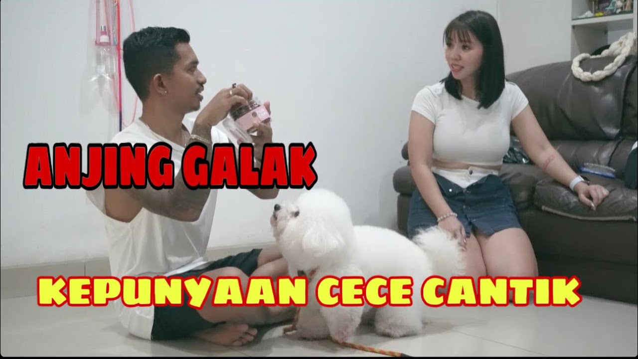 ANJING GALAK ‼️ GAK BISA DIATUR , SELALU MAU GIGIT ORANG