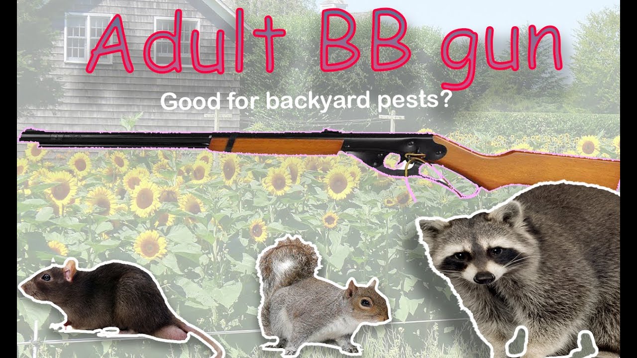The Daisy Red Ryder Adult Air Rifle. Good for backyard pests?