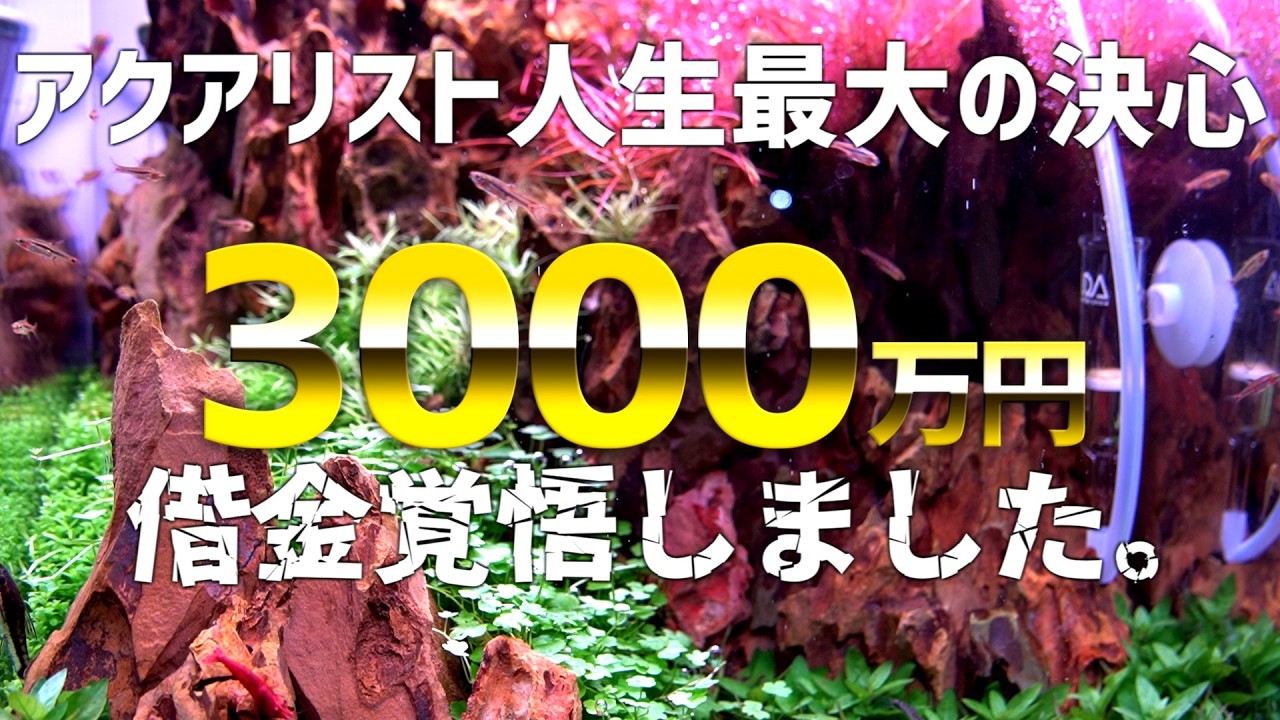 後戻りできません。3000万の借金背負う覚悟を決めたアクアリスト。#784【アクアリウム】