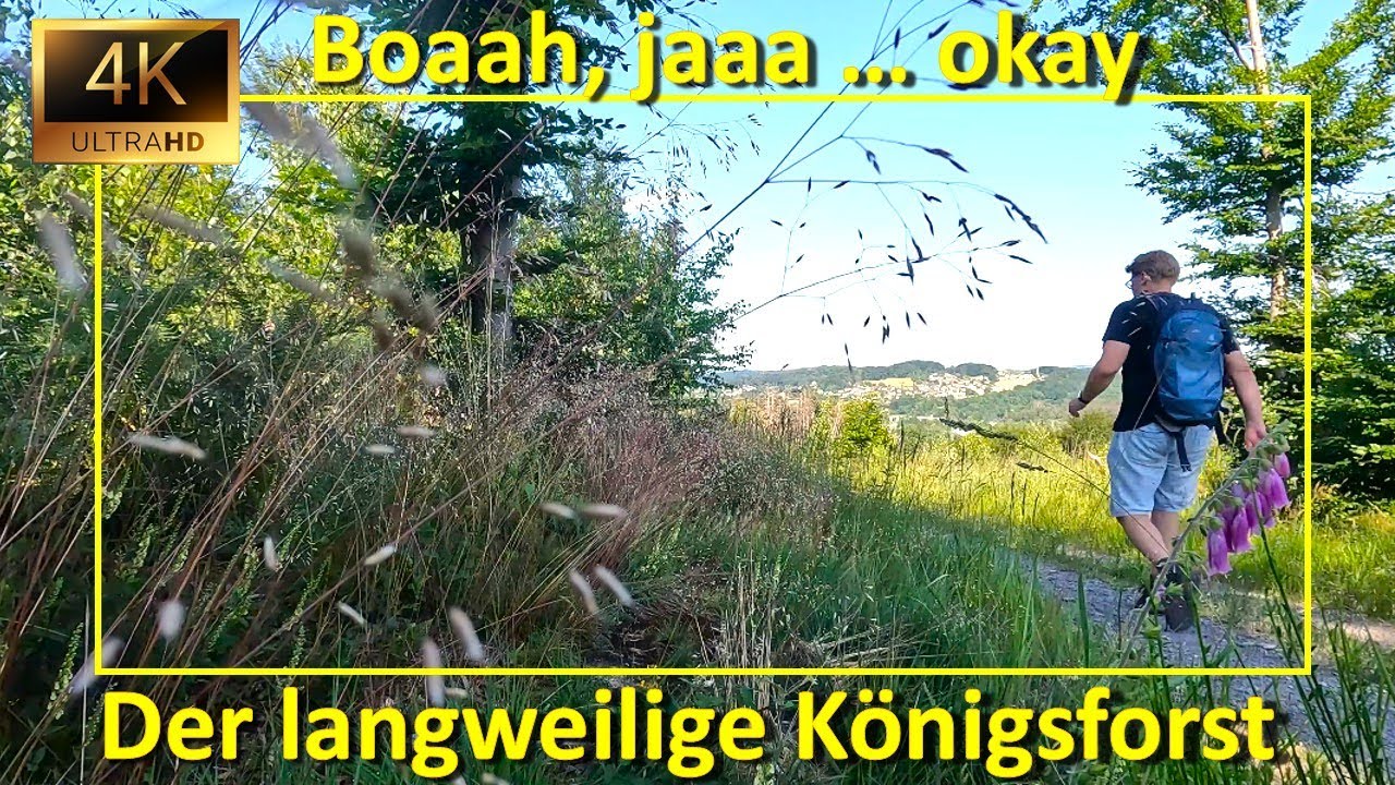Der langweilige Königsforst: Bachtäler im Osten des Königsforst bei Köln