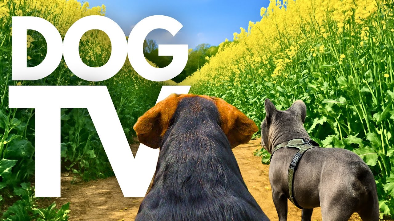GoPro DogTV | 10hrs of Serene Virtual Dog Walks Through Tranquil Countryside 🐾🌳 Dog POV