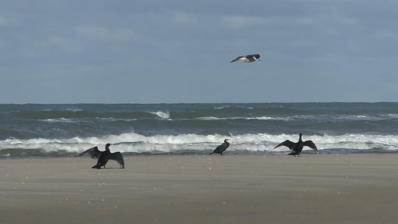 de Slufter op Texel verzandt