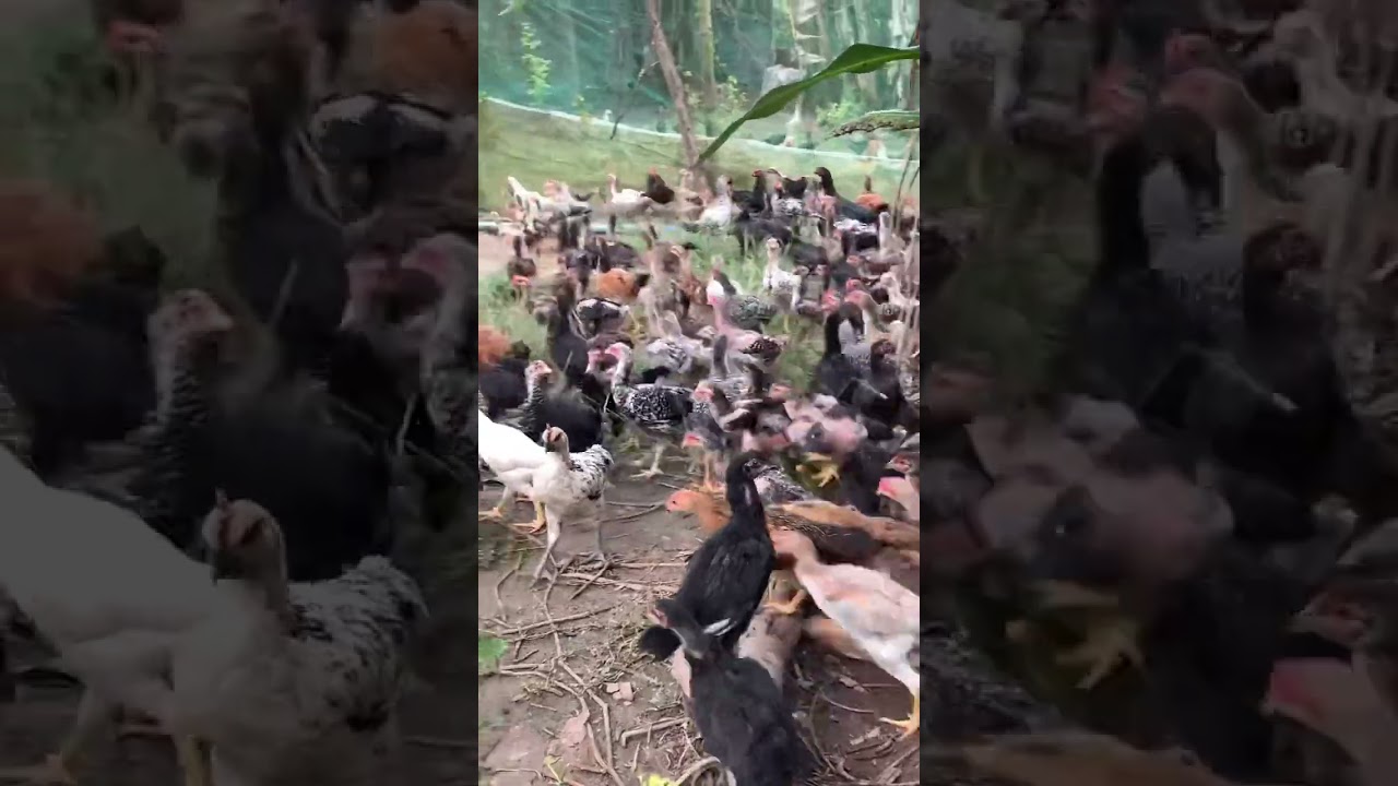 Khmer chicken in farm NN