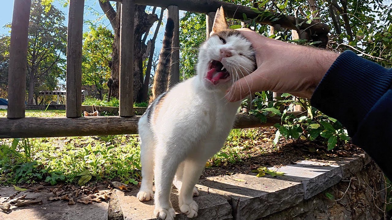 Этот бродячий кот всегда встречает меня громким мяуканьем!
