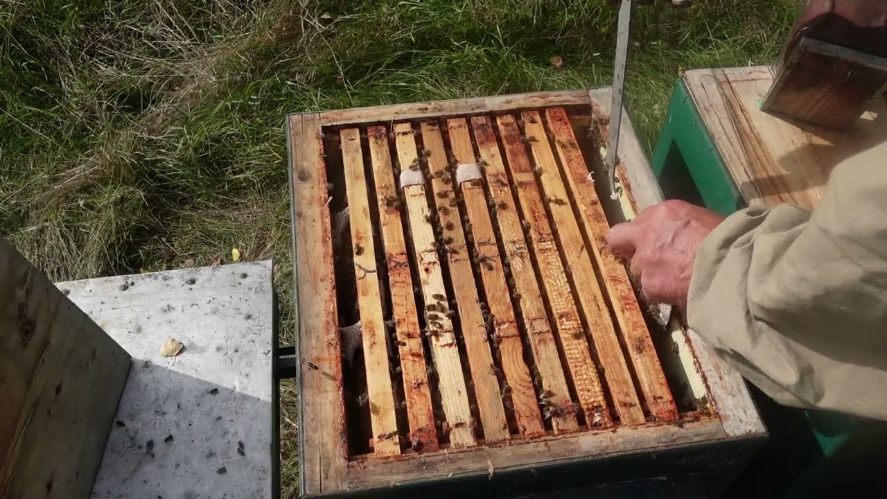осенние хлопоты пчеловода