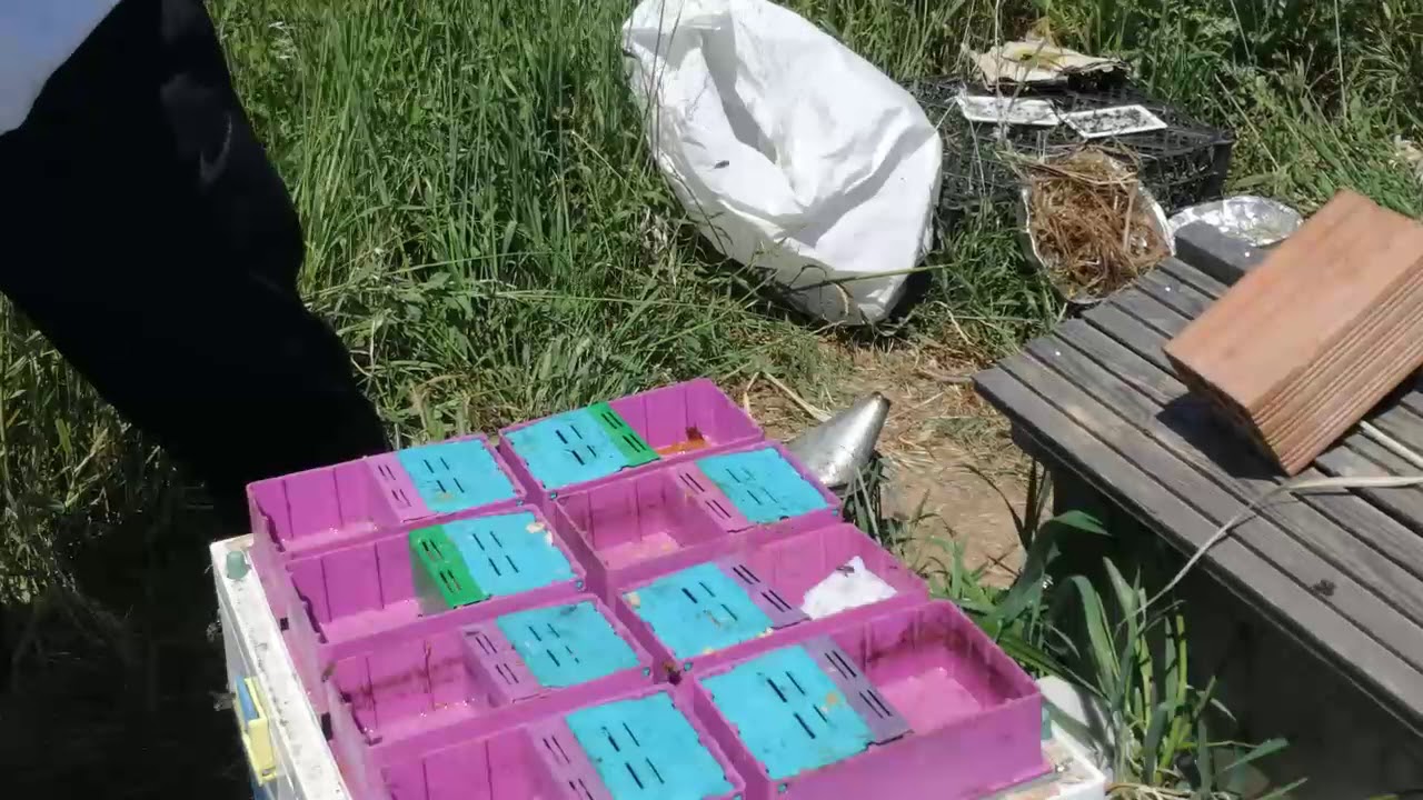 Moving Capped Queen Cells  - Queen Rearing 5