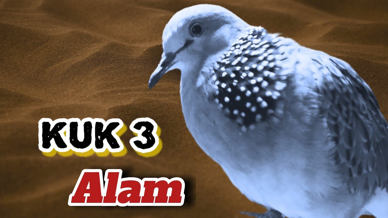 Suara Derkuku Tekukur Kuk 3 Gacor Suara Padat, Masteran Paling Dicari