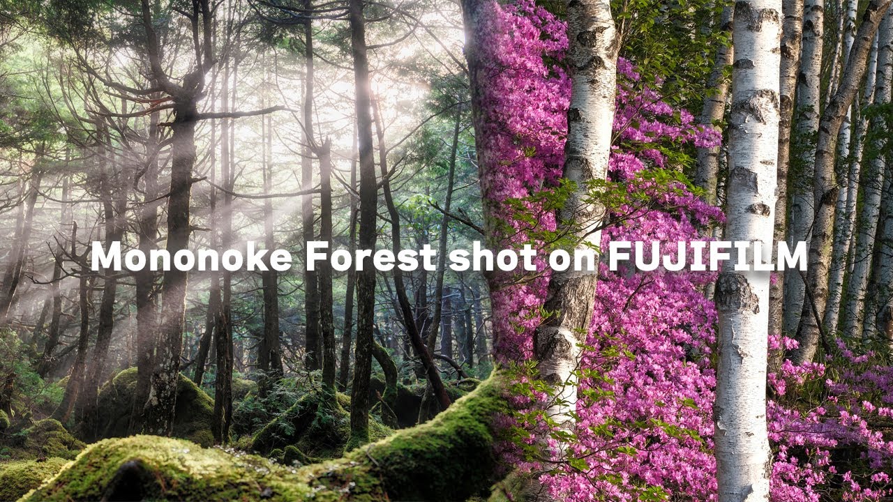【FUJIFILM 】白駒池のもののけの森と白樺群生地 ：Mononoke Forest Shot on FUJIFILM：4K（Nagano, Japan）
