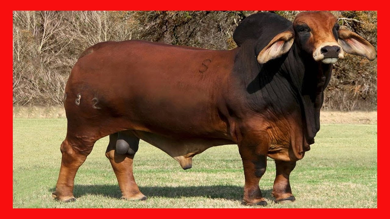 Agropecuaria NL de SPR de RL de CV Ganado Brahman