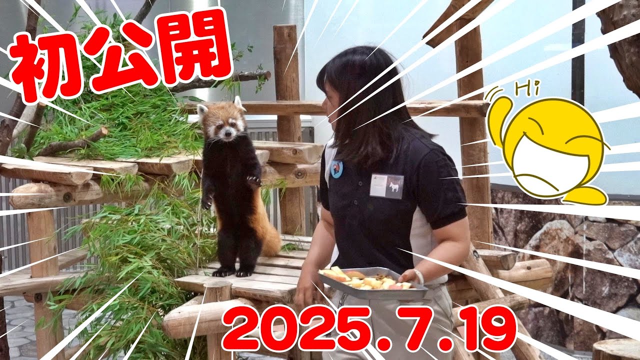パンダ速報‼️ブリセン初日📢✨まさかの飼育員さんと一緒にお出迎え🎉