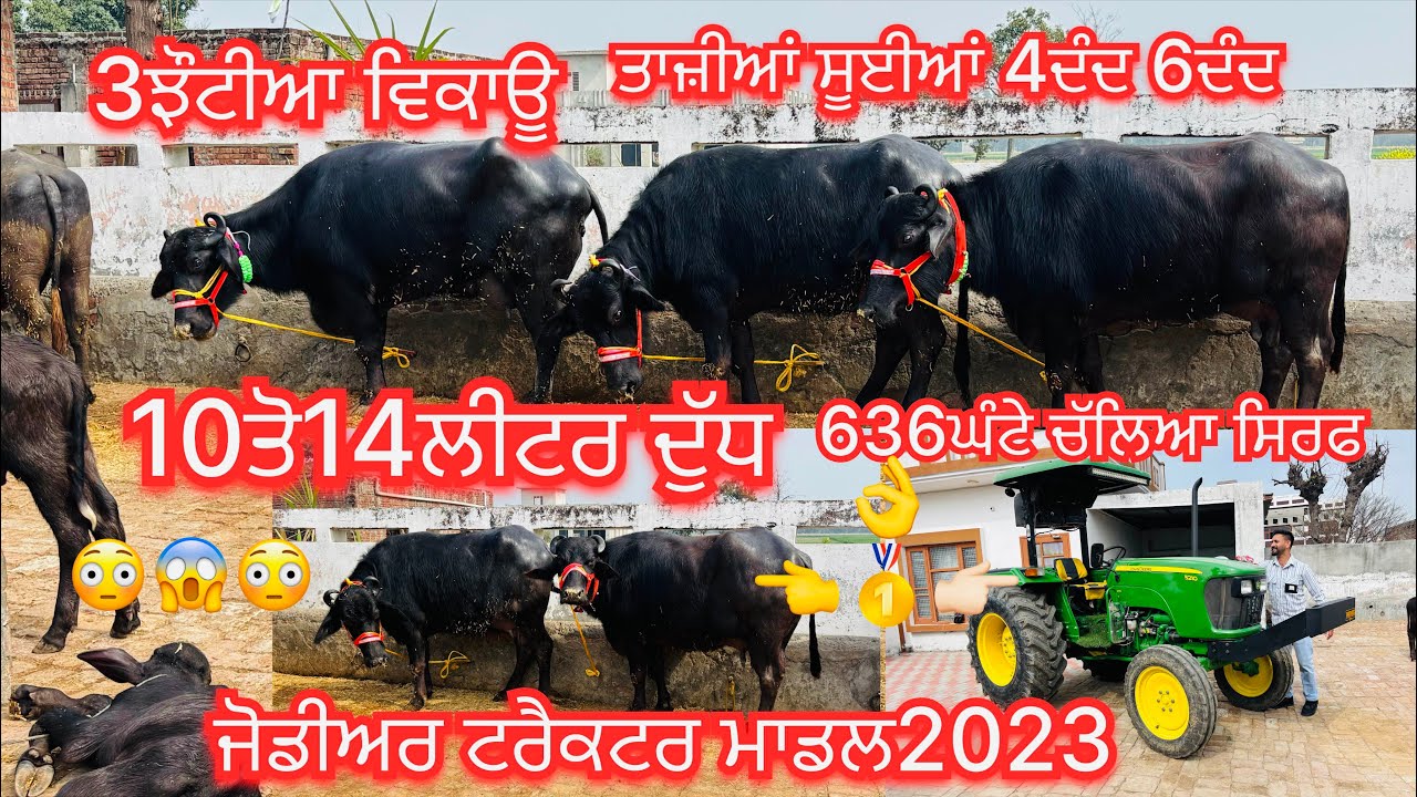 February 19, 2026📞 +91 97798 57005☎️ #ਤਾਜੀਆ_ਸੂਈਆ #murrhabuffalo #jondear #troctar #sale #viralvideo 